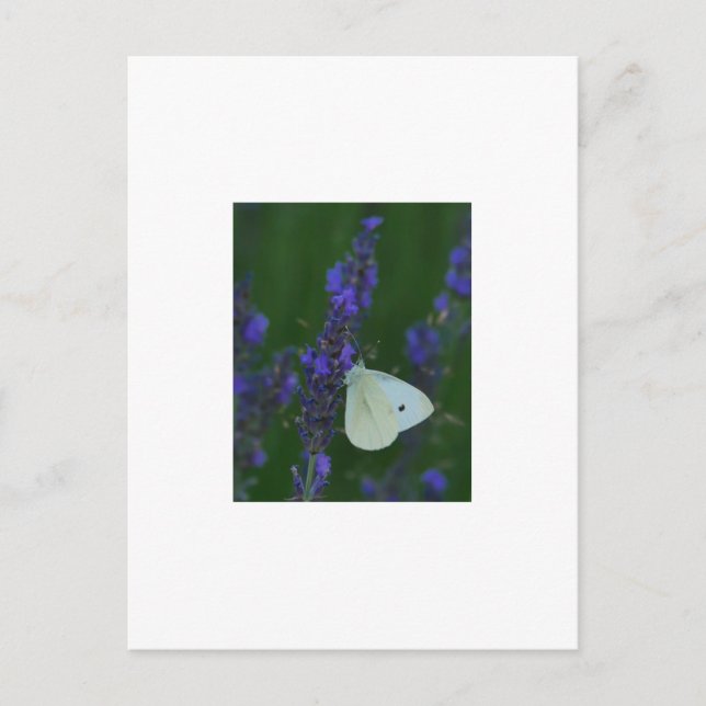 Butterfly on Lavender Postcard (Front)