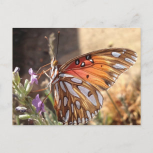 Butterfly on Lavender Postcard