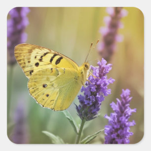 Butterfly on Lavender Square Sticker