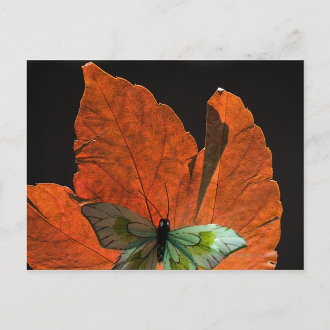 Butterfly on leaf 2 postcard (Front)