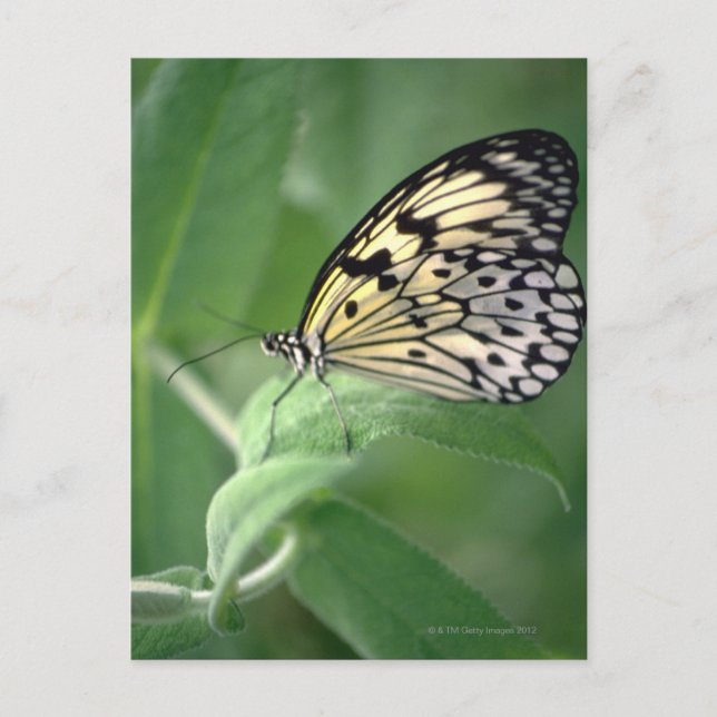 Butterfly on leaf postcard (Front)