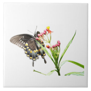 Butterfly on Milkweed Blooms, on White  Tile