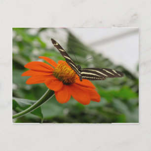 Butterfly on Orange Flower Postcard