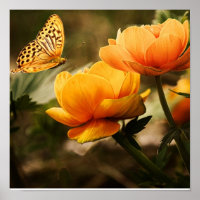 Butterfly on Orange Flowers Poster