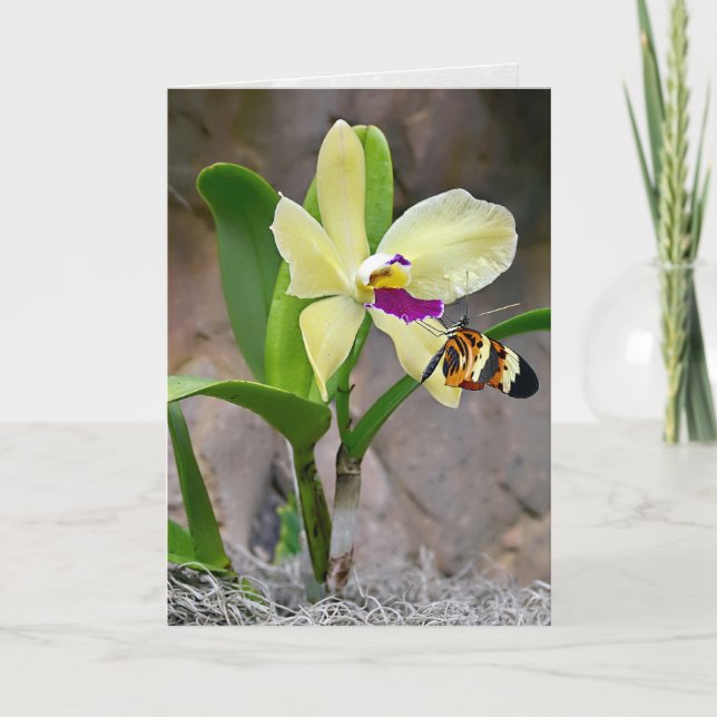 Butterfly On Orchid Blossom Card (Front)