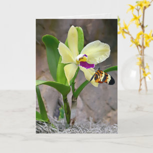 Butterfly On Orchid Blossom Card