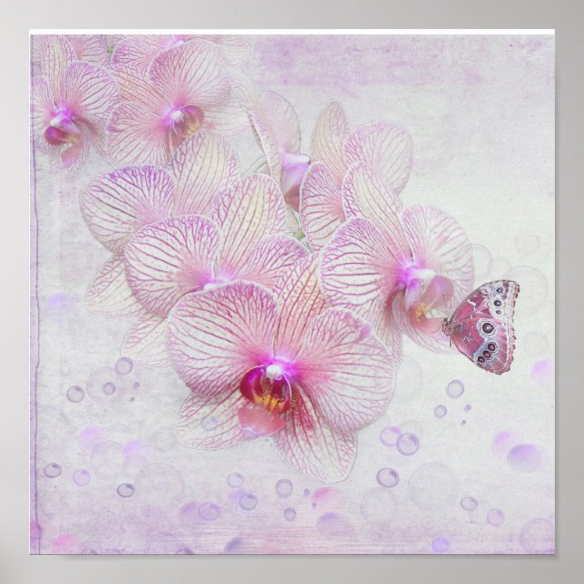 Butterfly On Orchid Blossoms Poster (Front)