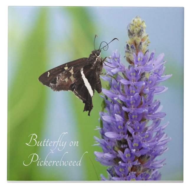 Butterfly on Pickerelweed Bloom;  Tile (Front)