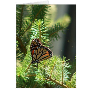 Butterfly on Pine Tree