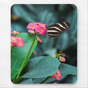 Butterfly on Pink Flower Photography Mouse Pad