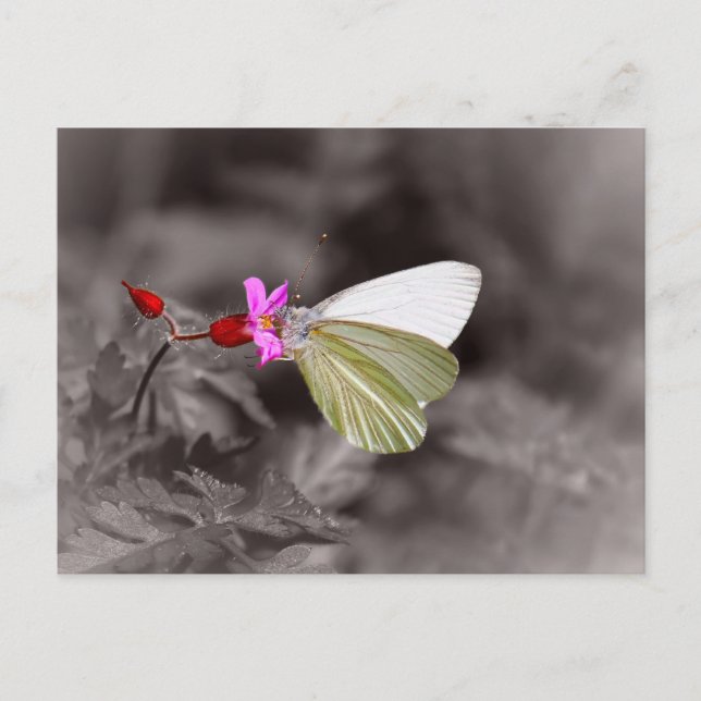 Butterfly On Pink Flower Postcard (Front)