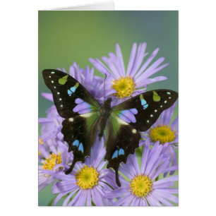 Butterfly on Purple