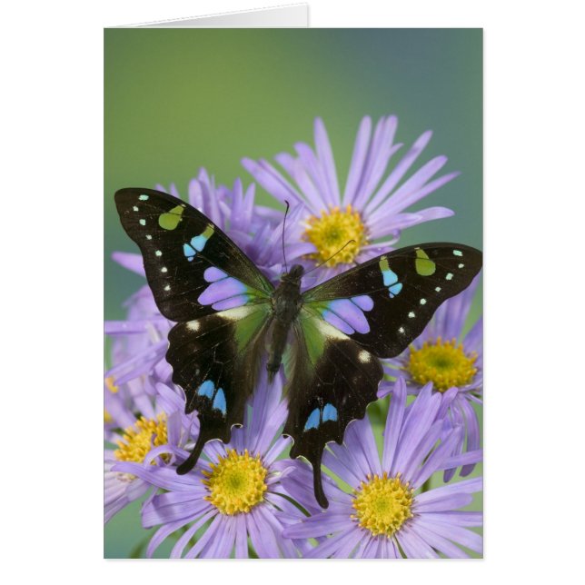 Butterfly on Purple (Front)