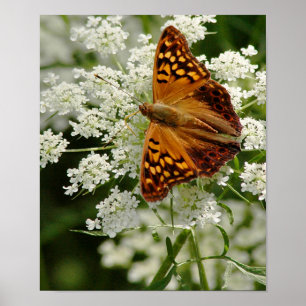 Butterfly on Queen Anne's Lace Poster