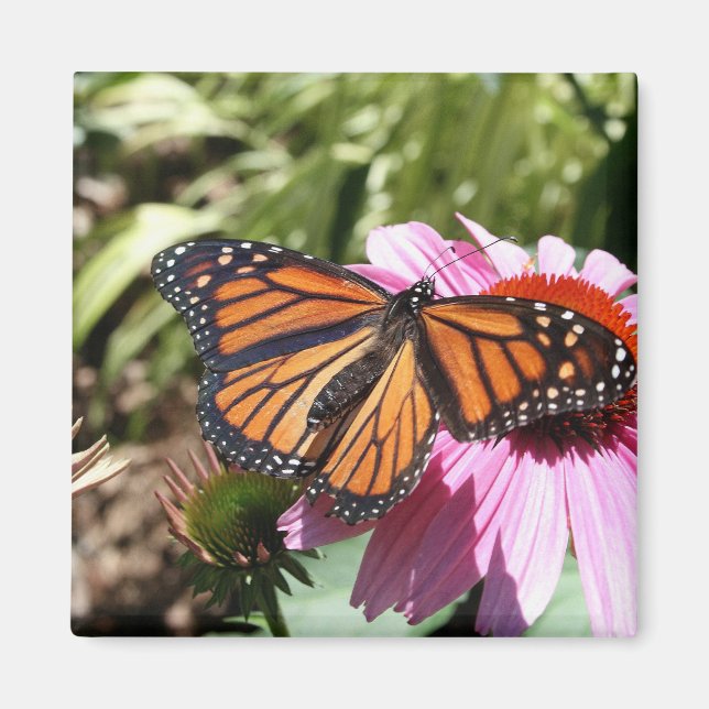 Butterfly on Red flower Magnet (Front)