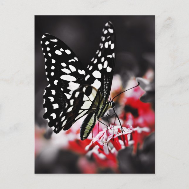 Butterfly on Red Flower Postcard (Front)