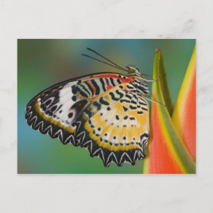 Butterfly on Tropical Flower Postcard