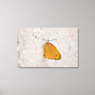 Butterfly on wall, Gauteng Province, South Canvas Print