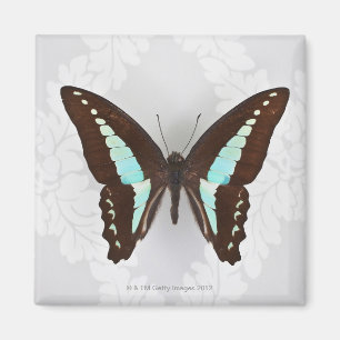Butterfly on wallpaper background magnet