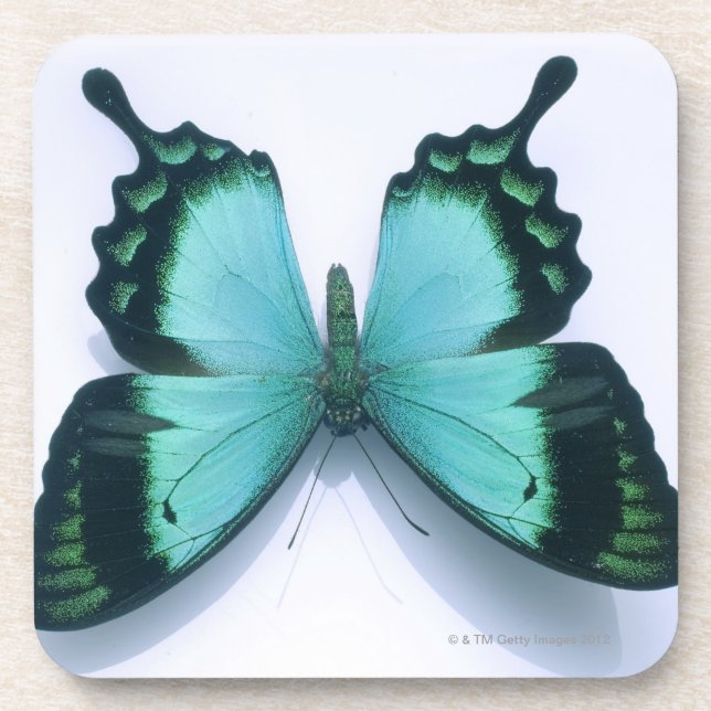 Butterfly on white coaster (Front)