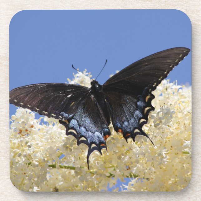 Butterfly On White Flowers Coaster (Front)
