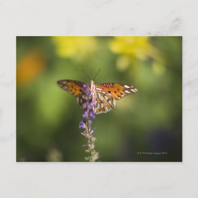 Butterfly on wildflowers postcard (Front)