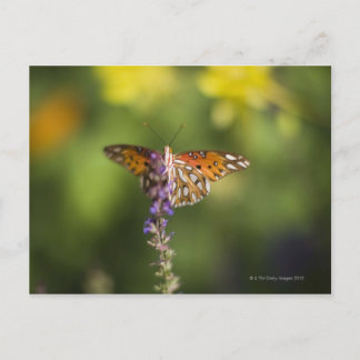 Butterfly on wildflowers postcard