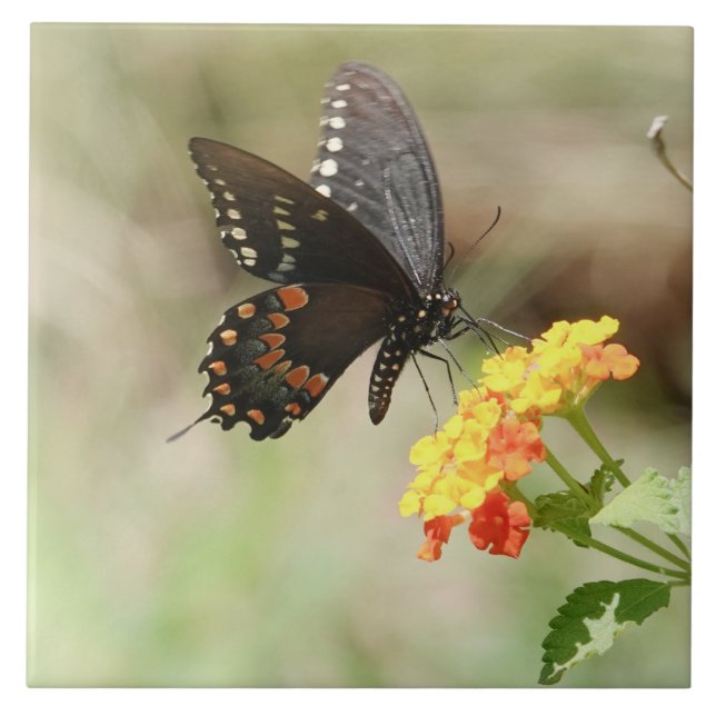 Butterfly on Wildflowers Tile (Front)