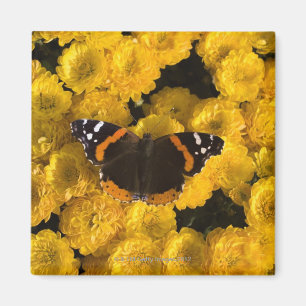 Butterfly on yellow asters magnet