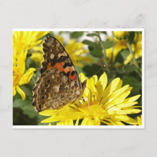 Butterfly on yellow flower. postcard