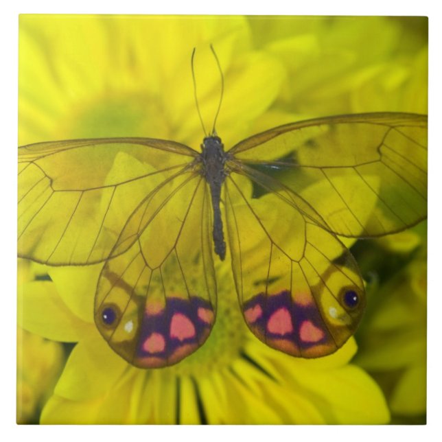 Butterfly on Yellow Flowers Tile (Front)