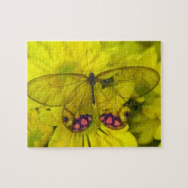 Butterfly on Yellow Jigsaw Puzzle (Horizontal)