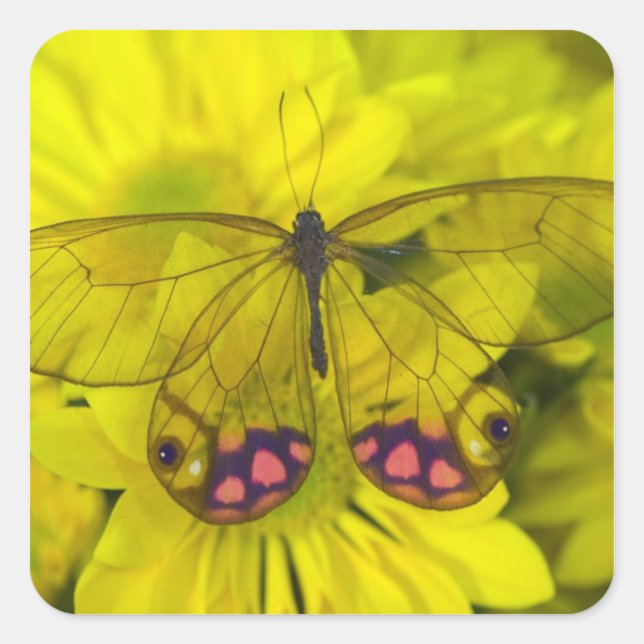 Butterfly on Yellow Square Sticker (Front)