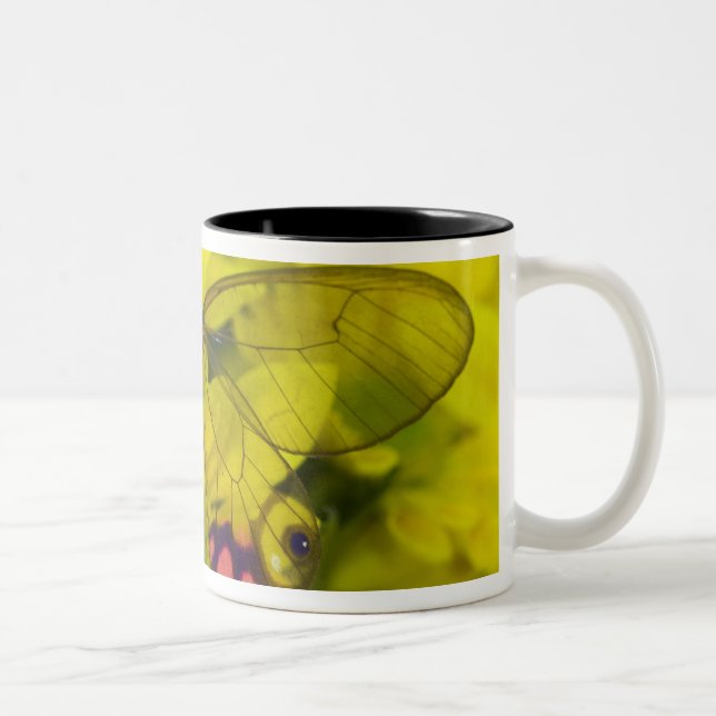 Butterfly on Yellow Two-Tone Coffee Mug (Right)