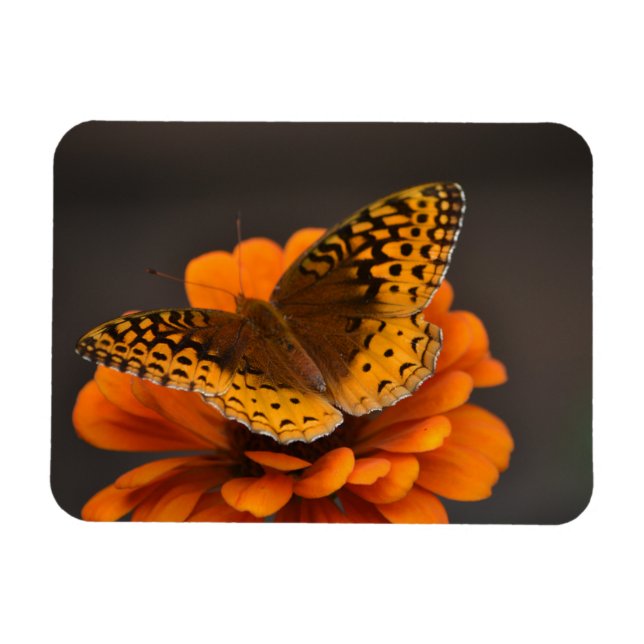 Butterfly On Zinnia Magnet (Horizontal)
