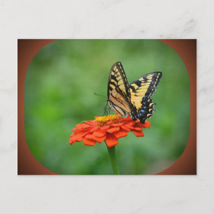 Butterfly On Zinnia Postcard