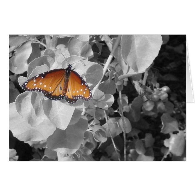 Butterfly Orange Monarch Black White Leaves Nature (Front Horizontal)