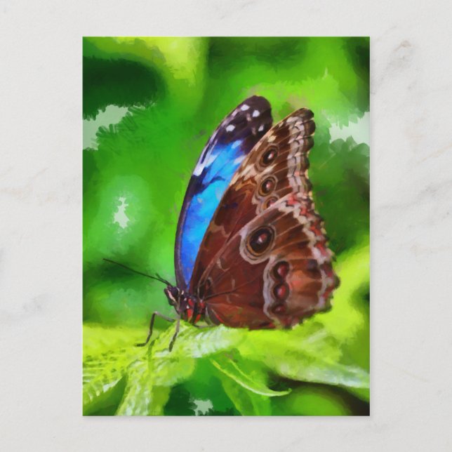 Butterfly painting postcard (Front)