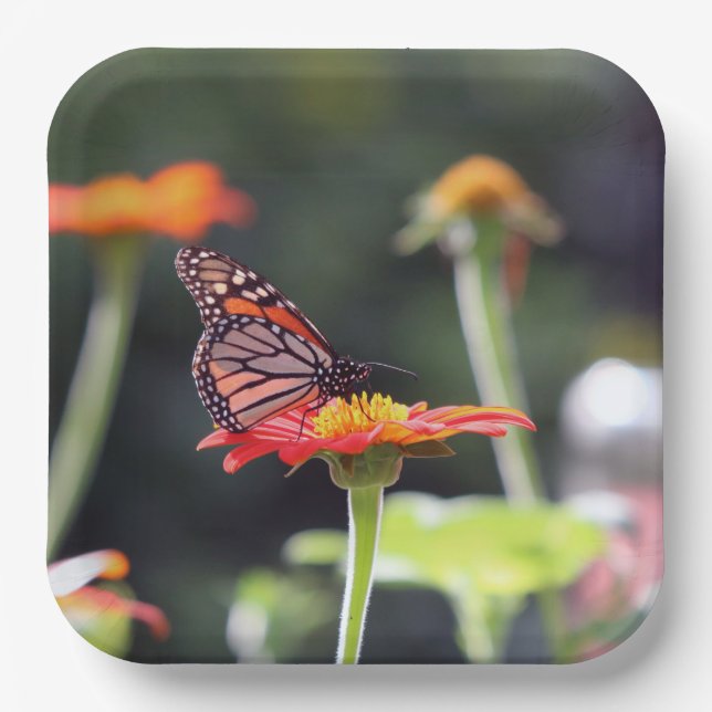 Butterfly Paper Plates (Front)