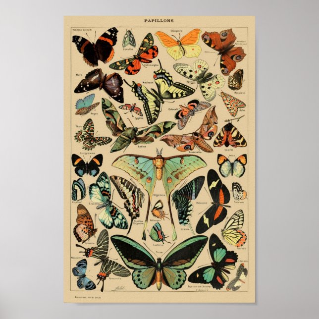 Butterfly (Papillons) Vintage French Poster (Front)