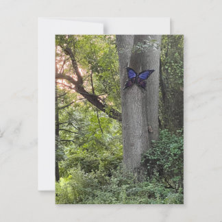 Butterfly Park Postcard