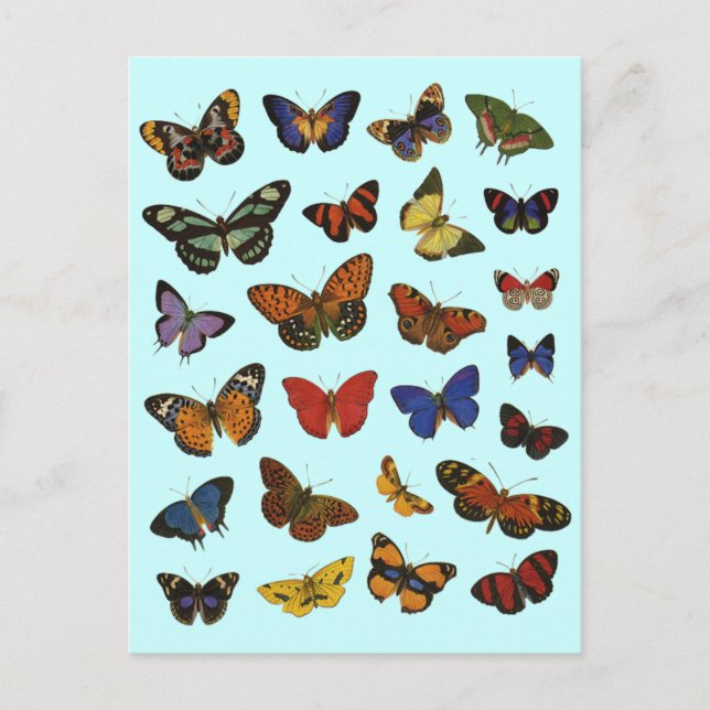 Butterfly Pattern – Nature-Inspired Botanical Postcard (Front)