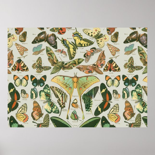 Butterfly Pattern Poster (Front)