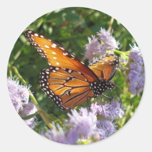 Butterfly Photo Monarch Resting Purple Floral Classic Round Sticker