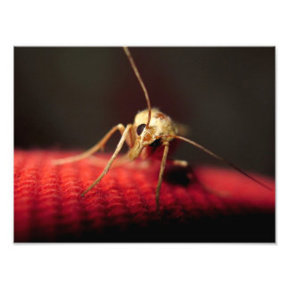 butterfly photo print