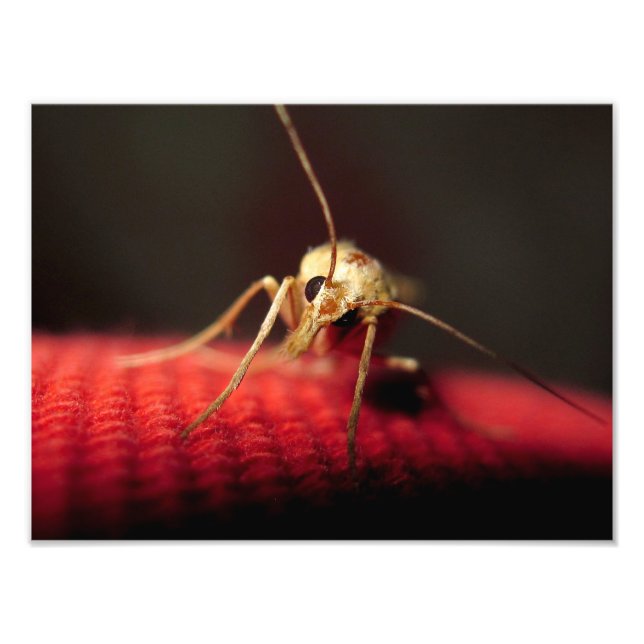 butterfly photo print (Front)