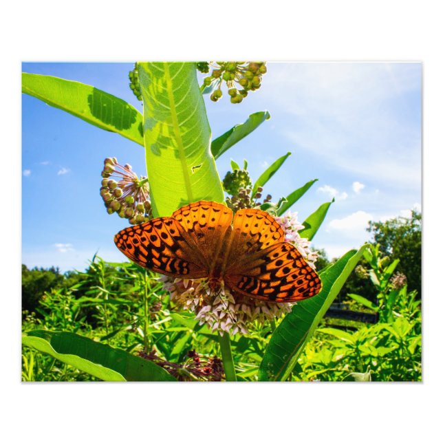 butterfly photo print (Front)