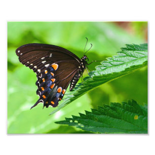Butterfly Photo Print