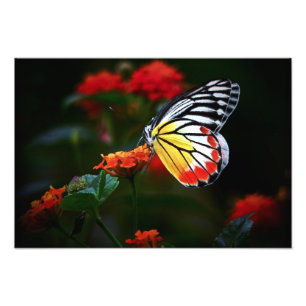 Butterfly Photo Print