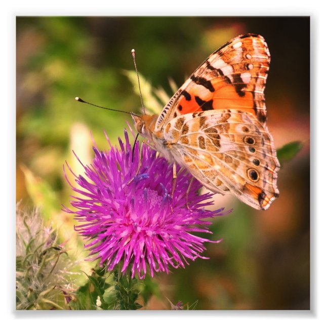 Butterfly Photography Photo Print , Pink Thorn (Front)